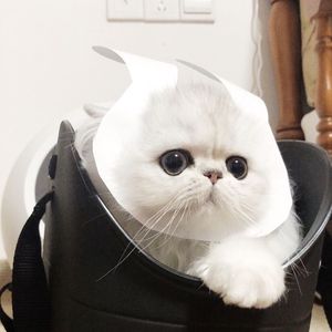 11月电子厂沟厕最新消息
